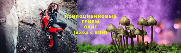 прущие грибы Горняк